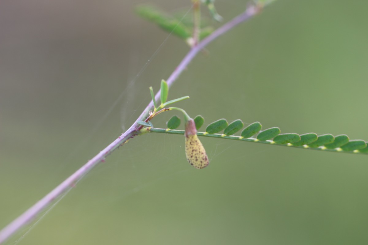 Sesbania bispinosa (Jacq.) W.Wight (Schreb.) Pers.